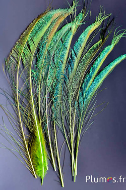 Paon bleu sabre - 30-38 cm - lime